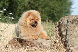 CHOW CHOW 007